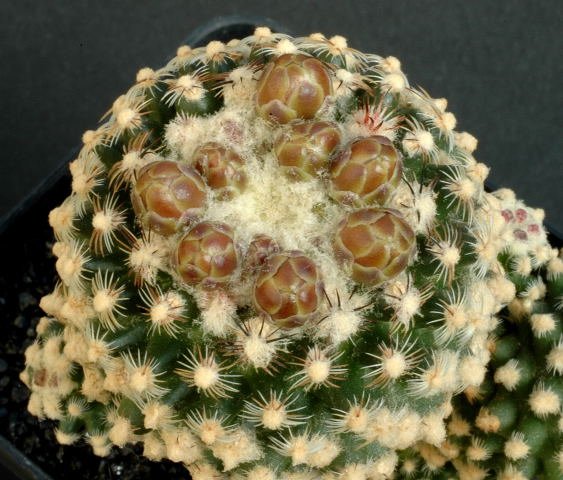 Pediocactus_knowltonii_1